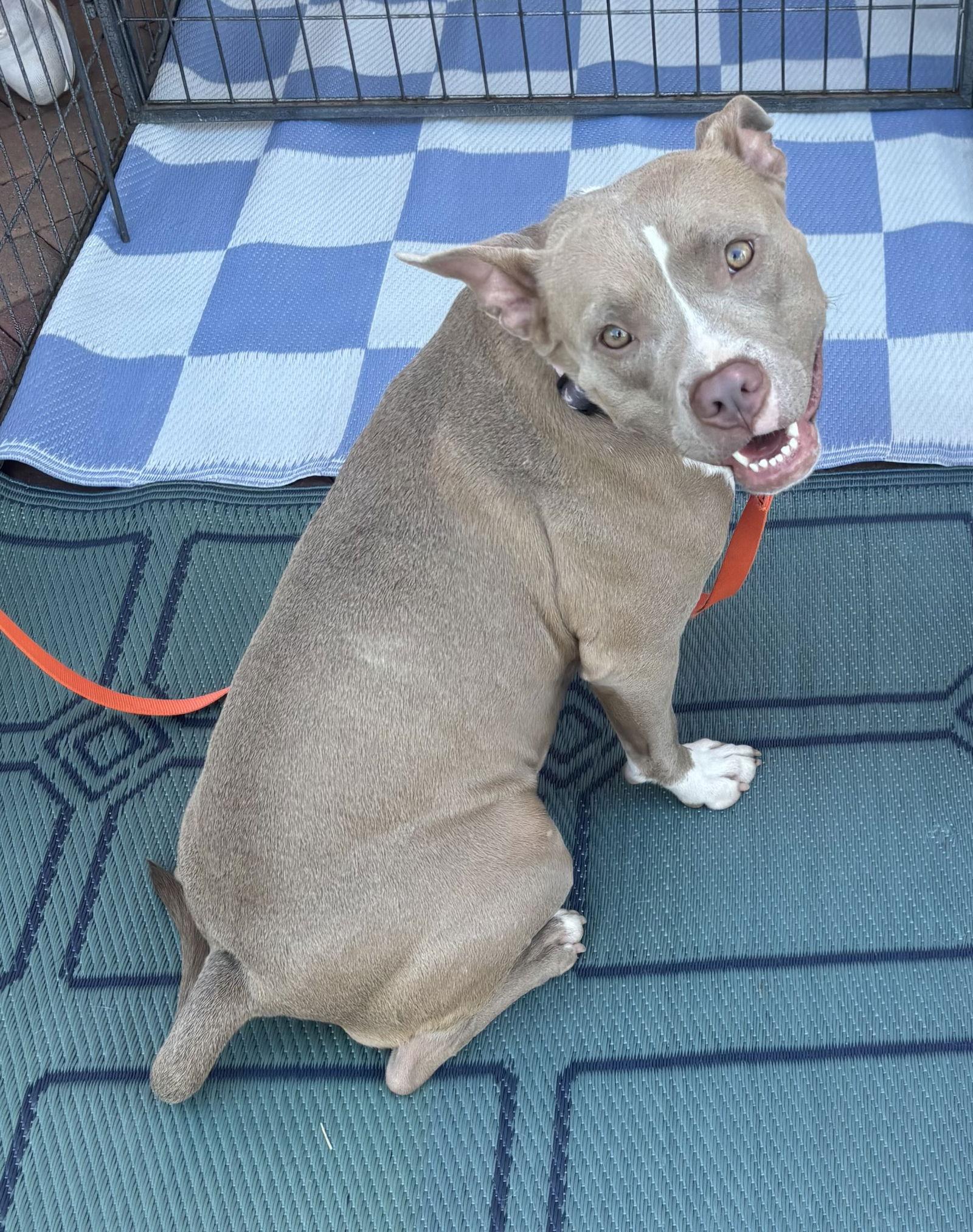 Shiloh, a Adoptable Pit Bull Terrier in Glendale, AZ image 3/3