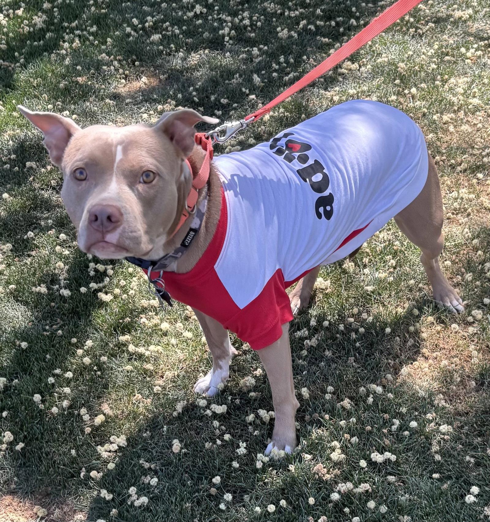 Enlarge Shiloh, a Adoptable Pit Bull Terrier in Glendale, AZ image 2/3