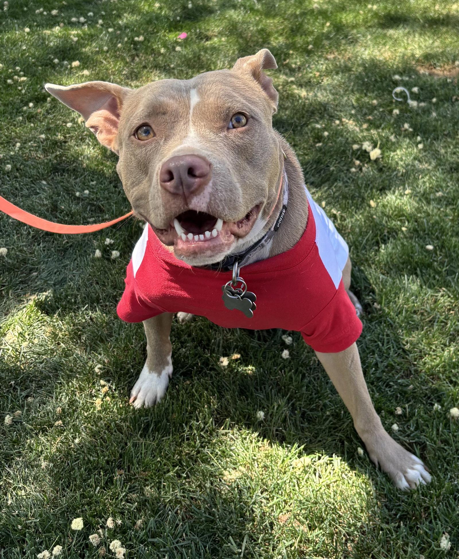 Enlarge Shiloh, a Adoptable Pit Bull Terrier in Glendale, AZ image 3/3
