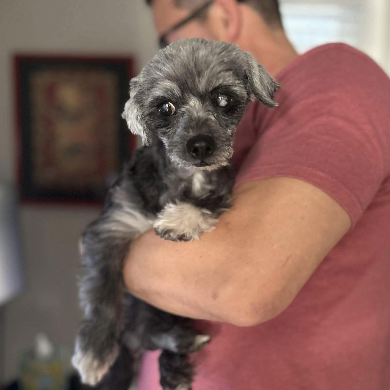 Enlarge Otto Jones, a Adoptable Poodle in Wilmington, NC image 1/3
