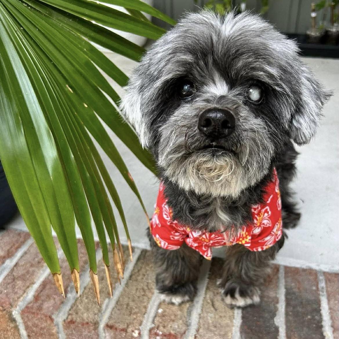 Enlarge Otto Jones, a Adoptable Poodle in Wilmington, NC image 1/3