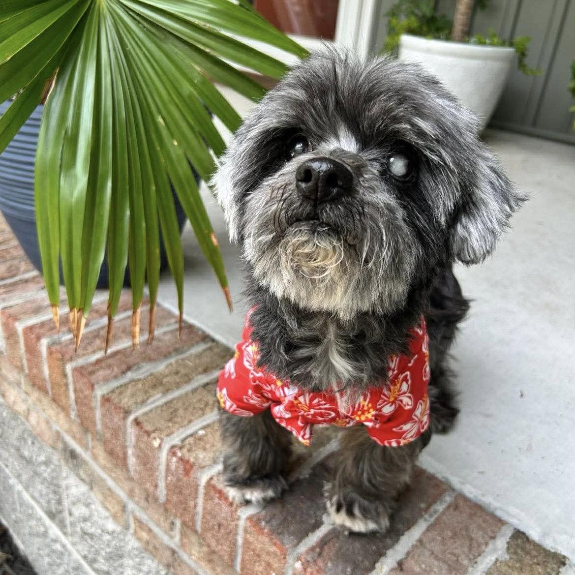 Enlarge Otto Jones, a Adoptable Poodle in Wilmington, NC image 2/3