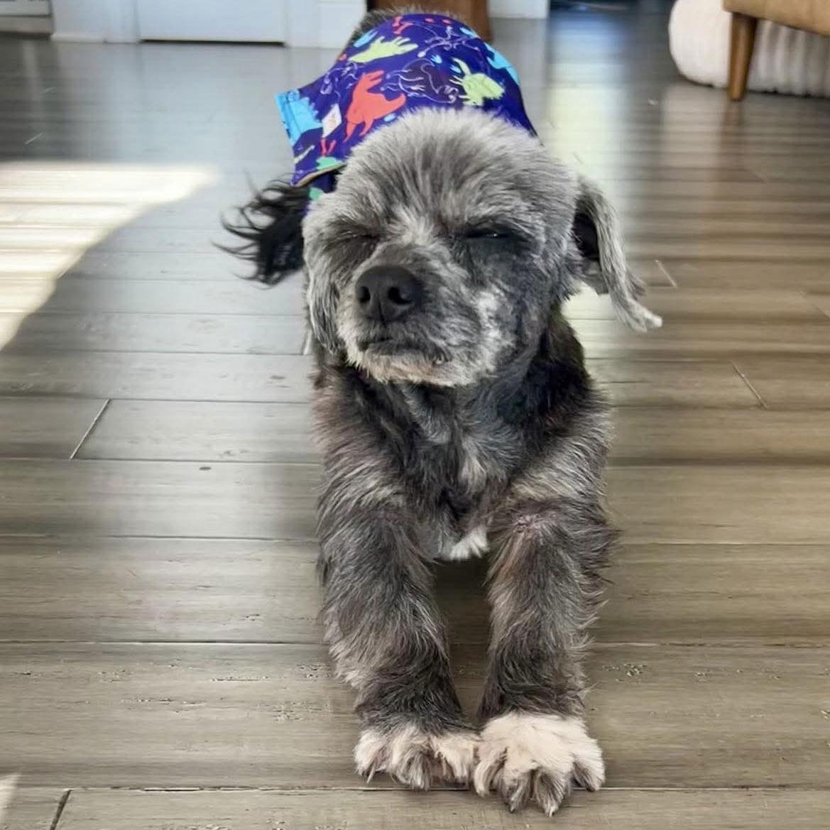 Enlarge Otto Jones, a Adoptable Poodle in Wilmington, NC image 2/3