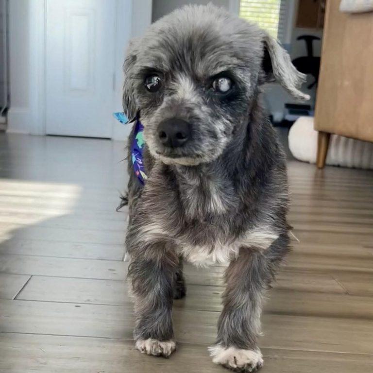 Enlarge Otto Jones, a Adoptable Poodle in Wilmington, NC image 3/3
