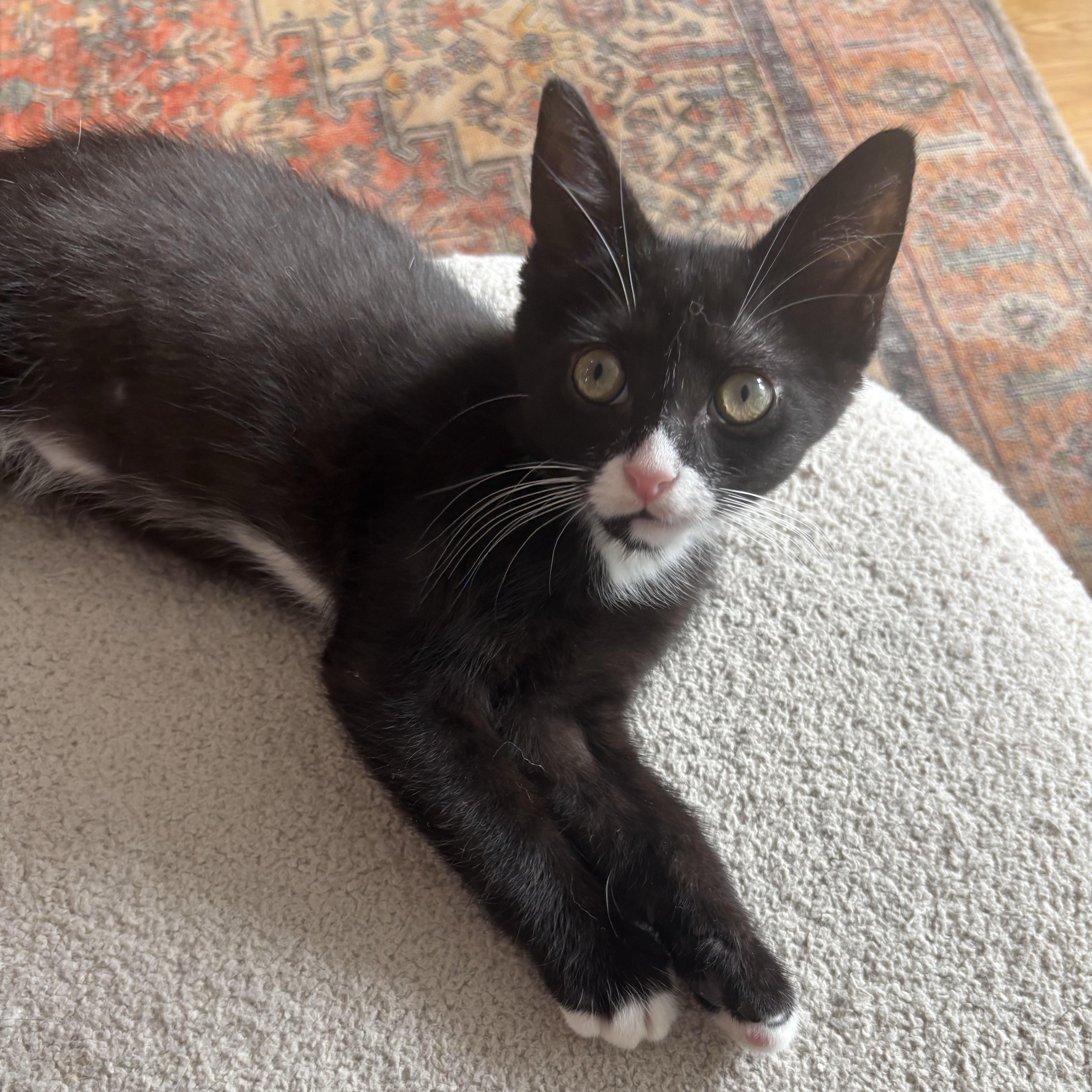 Shane, a ADOPTABLE Domestic Short Hair in BROOKLYN, NY image 5/6