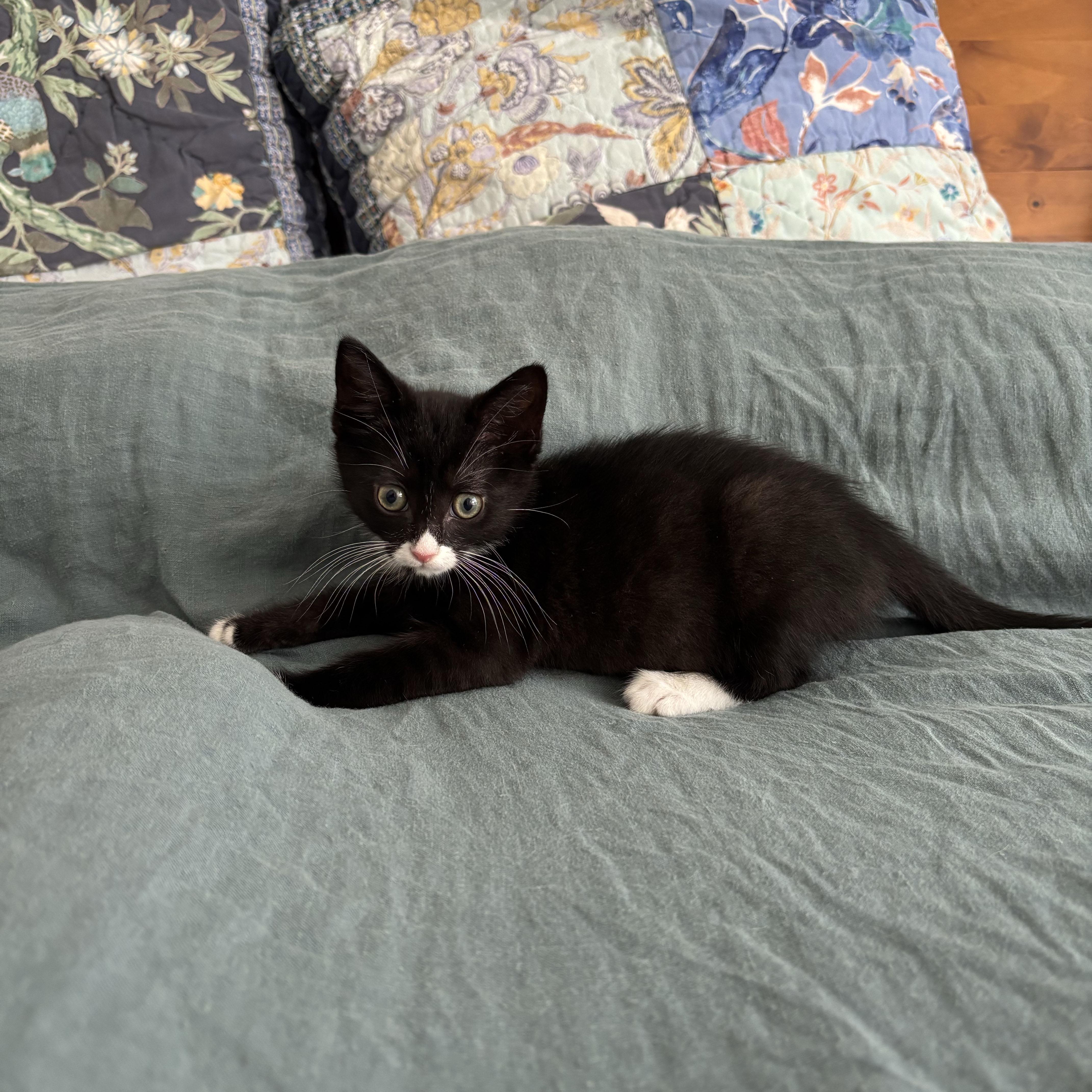 Shane, a ADOPTABLE Domestic Short Hair in BROOKLYN, NY image 6/6
