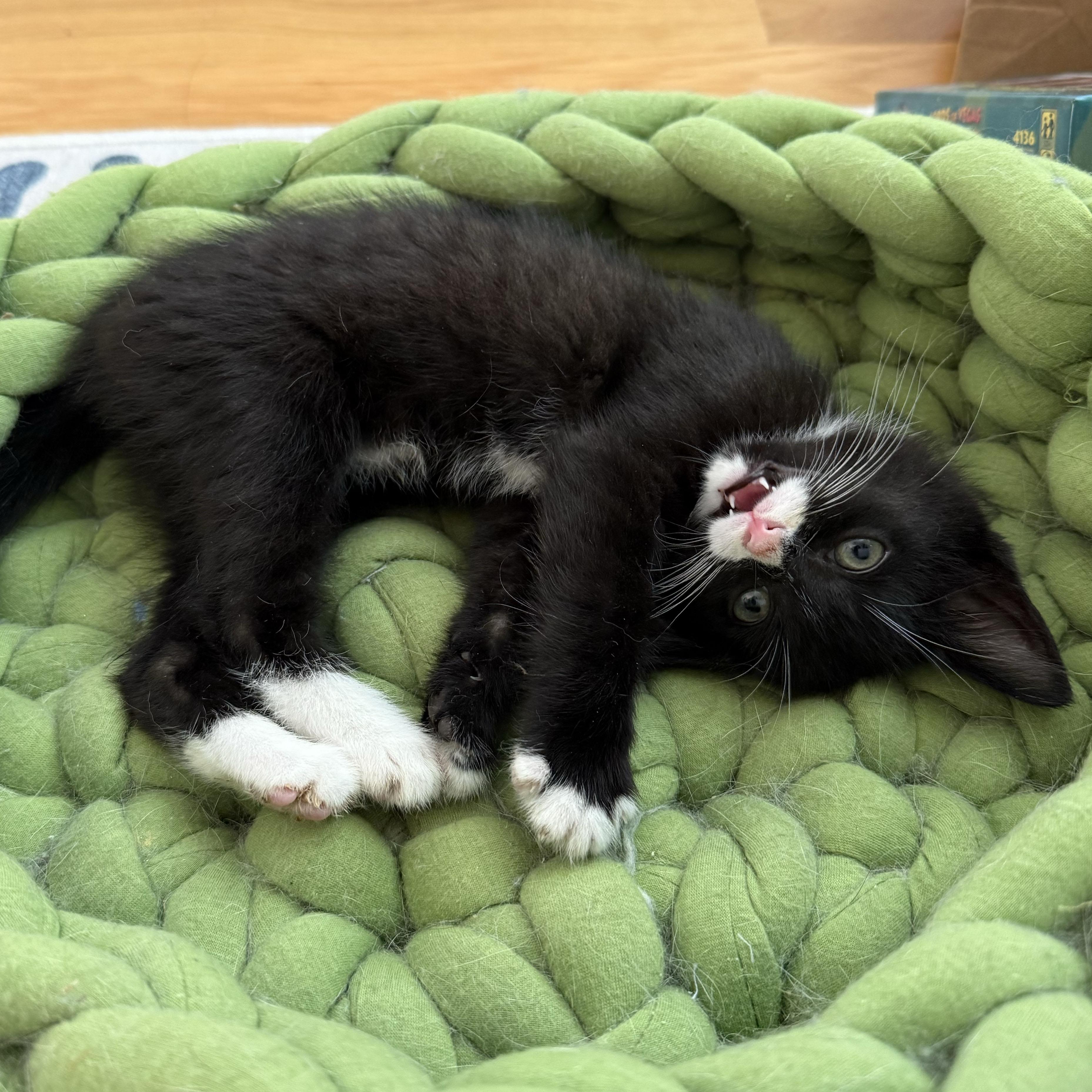 Shane, a ADOPTABLE Domestic Short Hair in BROOKLYN, NY image 1/6