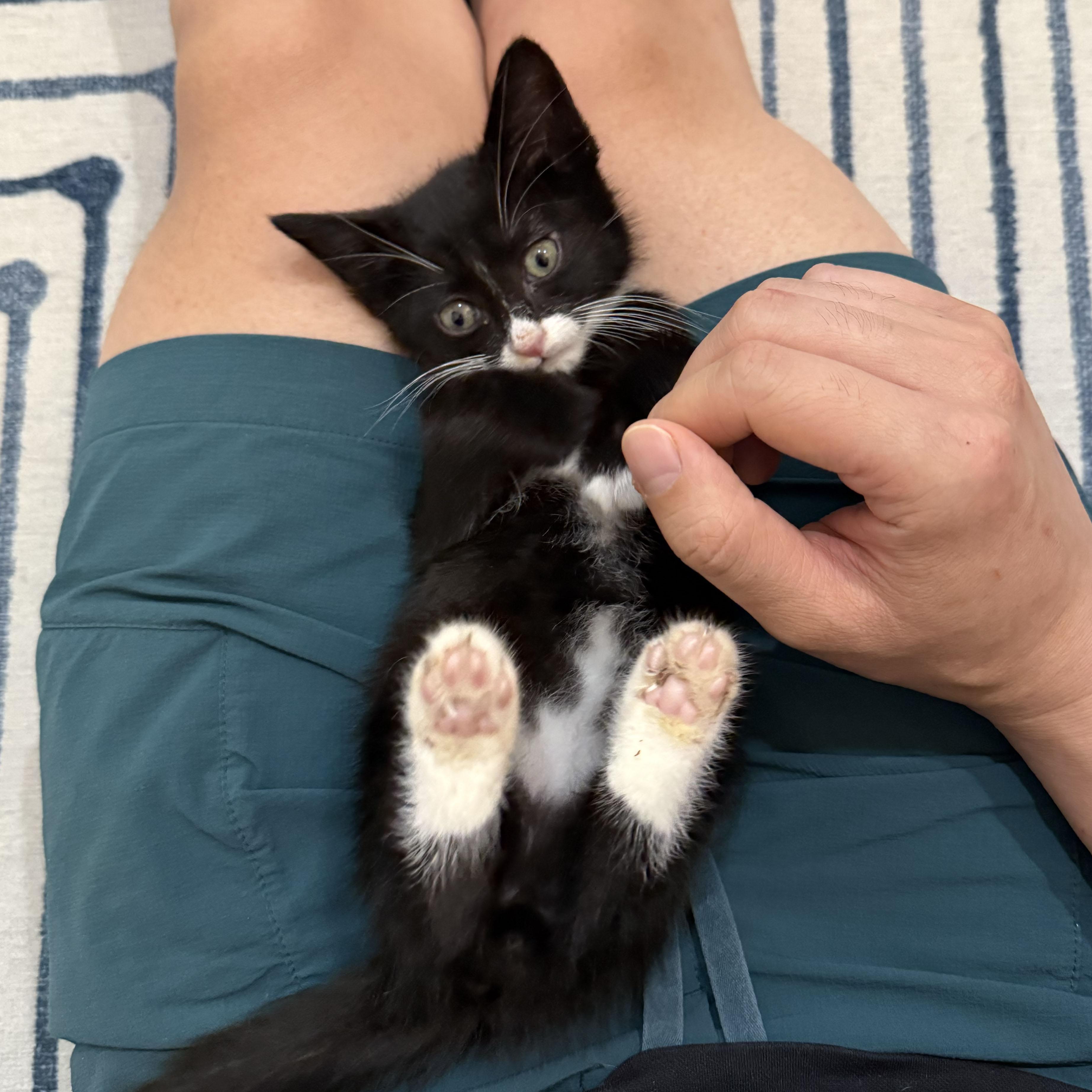 Shane, a ADOPTABLE Domestic Short Hair in BROOKLYN, NY image 2/6