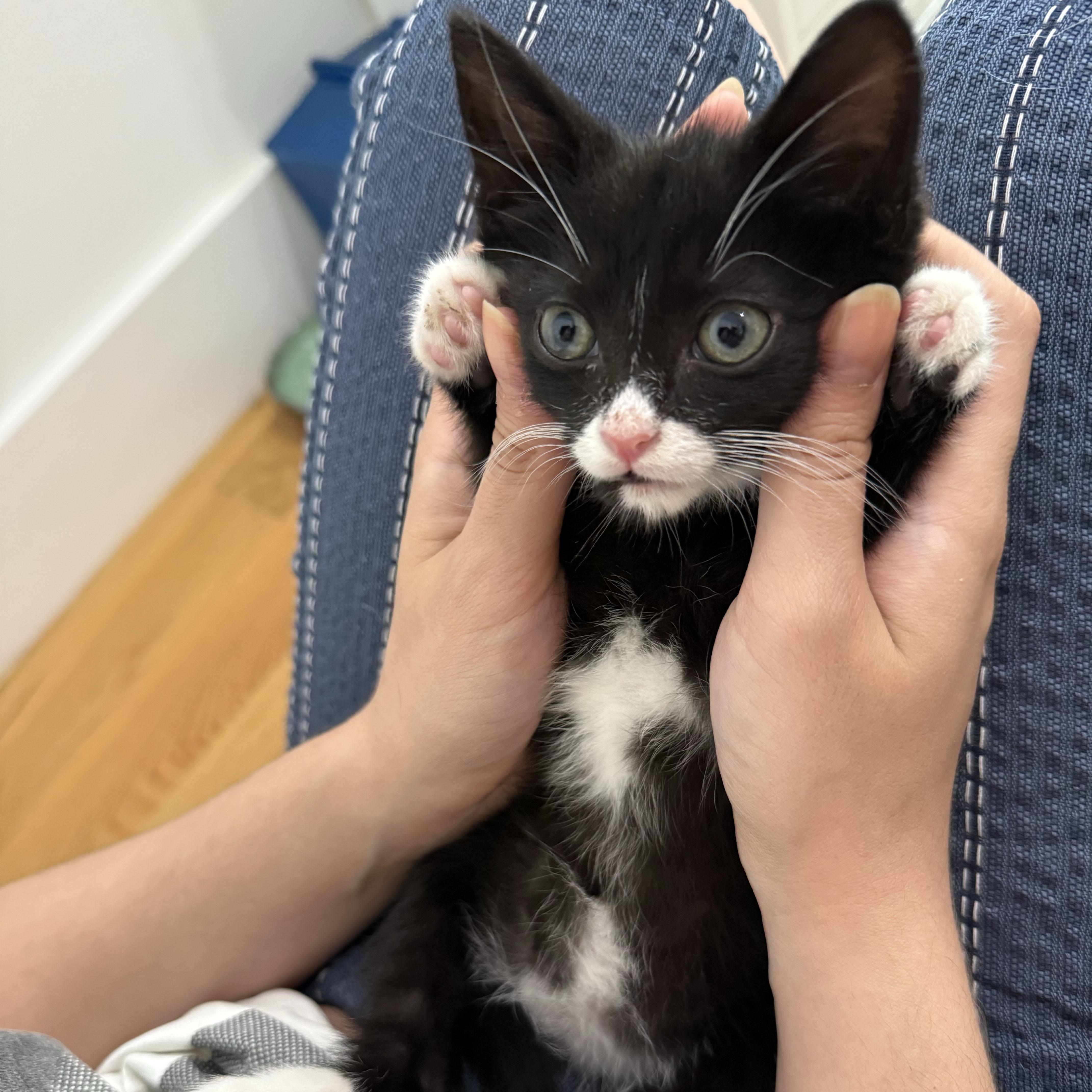 Shane, a ADOPTABLE Domestic Short Hair in BROOKLYN, NY image 4/6