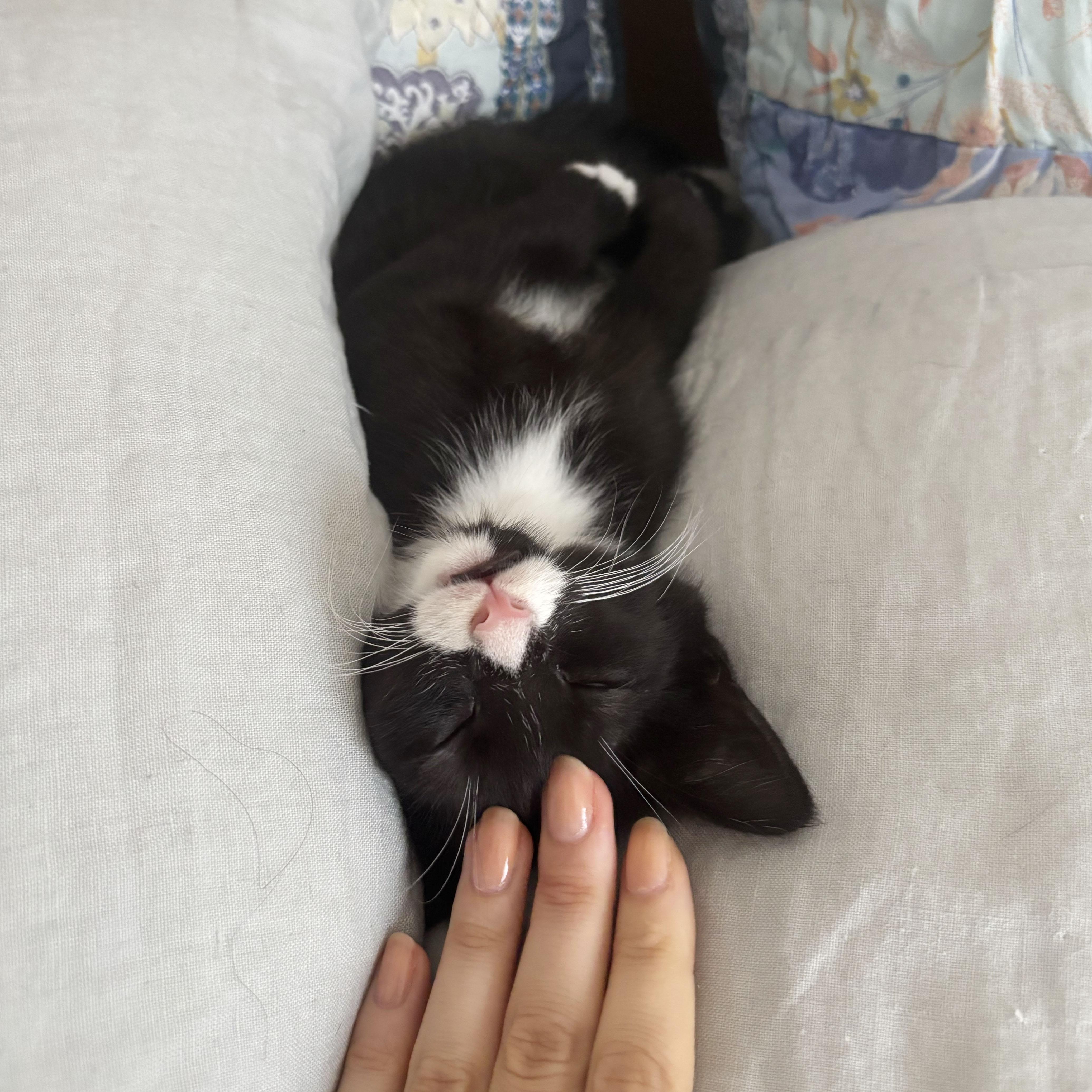 Shane, a ADOPTABLE Domestic Short Hair in BROOKLYN, NY image 3/6