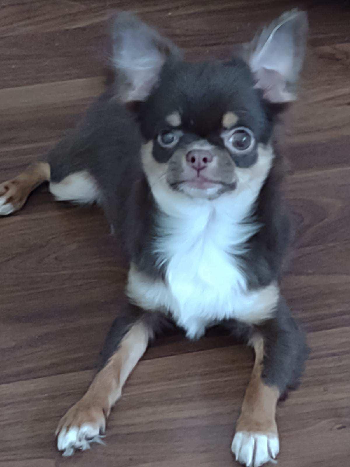 Enlarge Frankie, a Adoptable Chihuahua in Sioux Falls, SD image 1/3