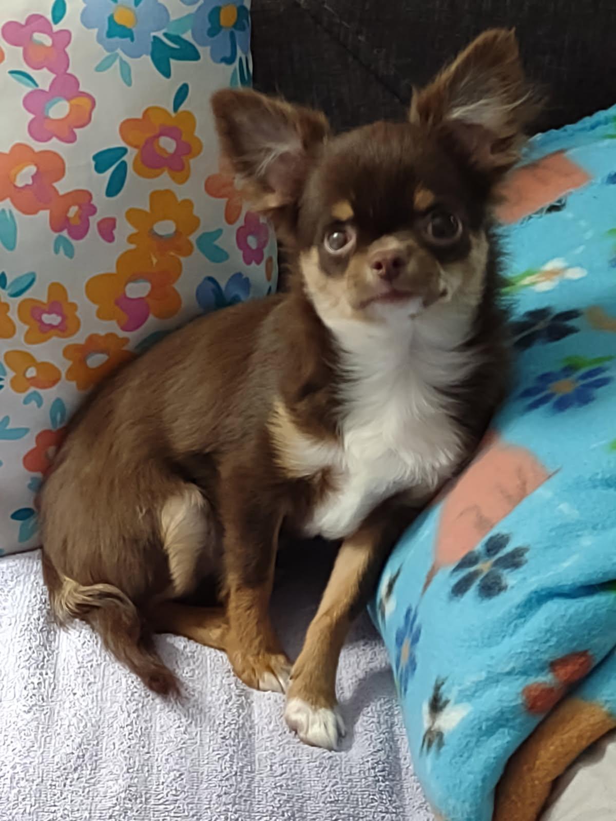 Enlarge Frankie, a Adoptable Chihuahua in Sioux Falls, SD image 2/3