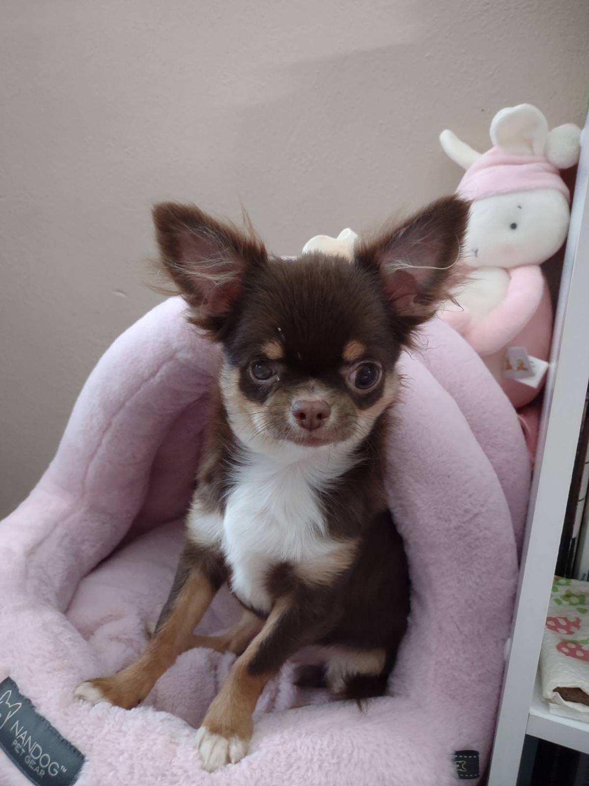 Enlarge Frankie, a Adoptable Chihuahua in Sioux Falls, SD image 3/3