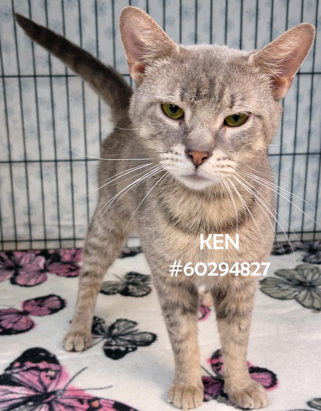 Enlarge Ken, an adopted Tabby in Wilkes Barre, PA image 1/1