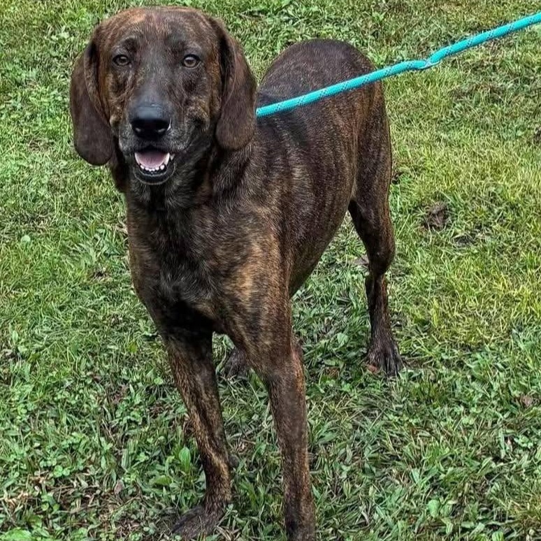 Enlarge Murphy, a Adoptable mixed breed in Washington, PA image 2/4