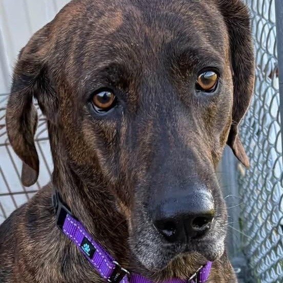 Enlarge Murphy, a Adoptable mixed breed in Washington, PA image 4/4