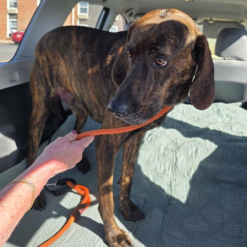 Enlarge Murphy, a Adoptable mixed breed in Washington, PA image 3/4
