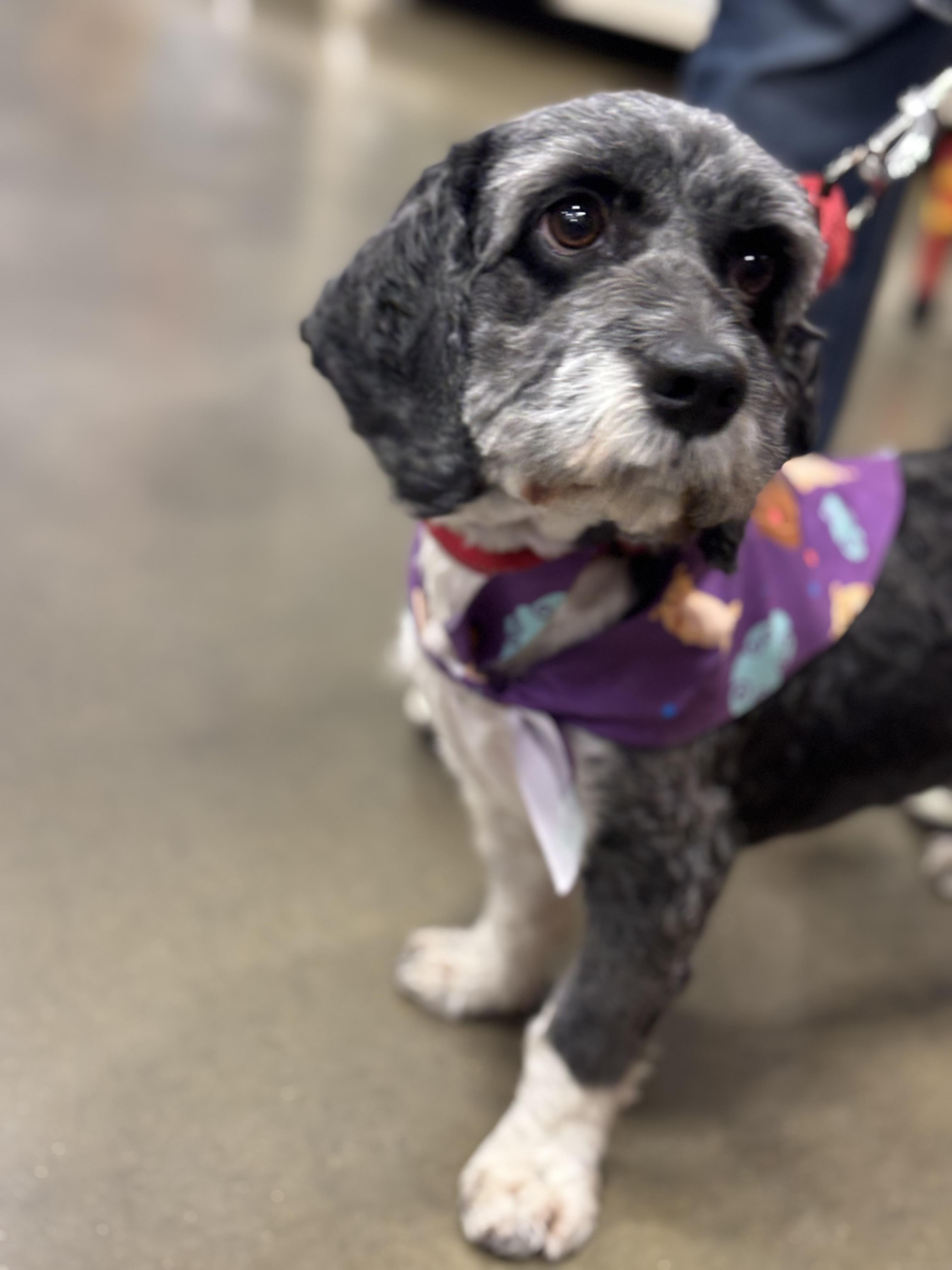 Buddy, Adopted, Adult Male Shih Tzu.