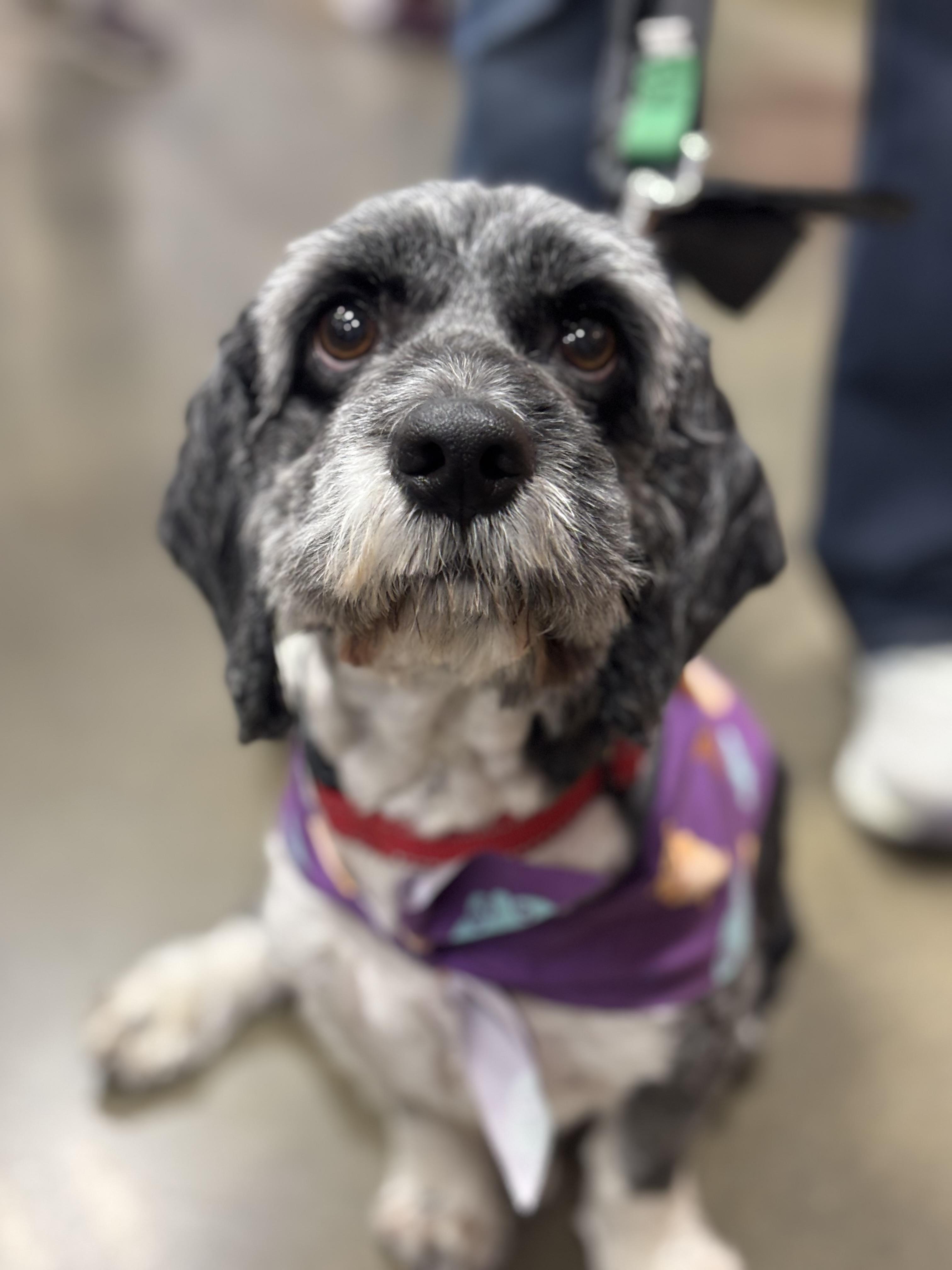 Enlarge Buddy, a Adopted Shih Tzu in Hurricane, UT image 4/5