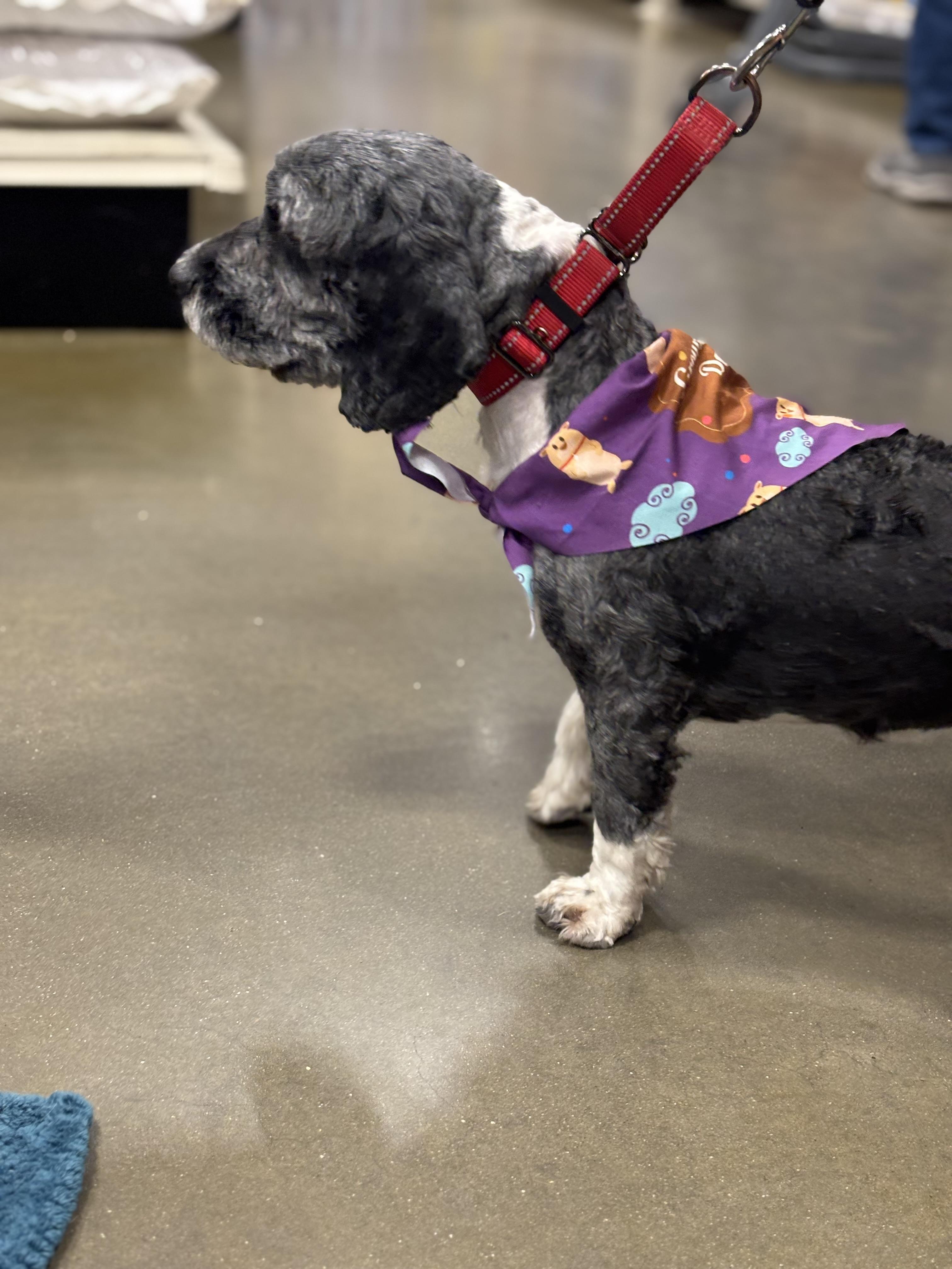 Enlarge Buddy, a Adopted Shih Tzu in Hurricane, UT image 5/5