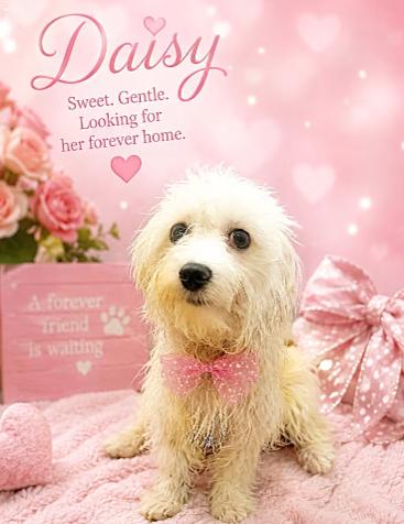 Daisy, Adopted, Puppy Female Maltese.