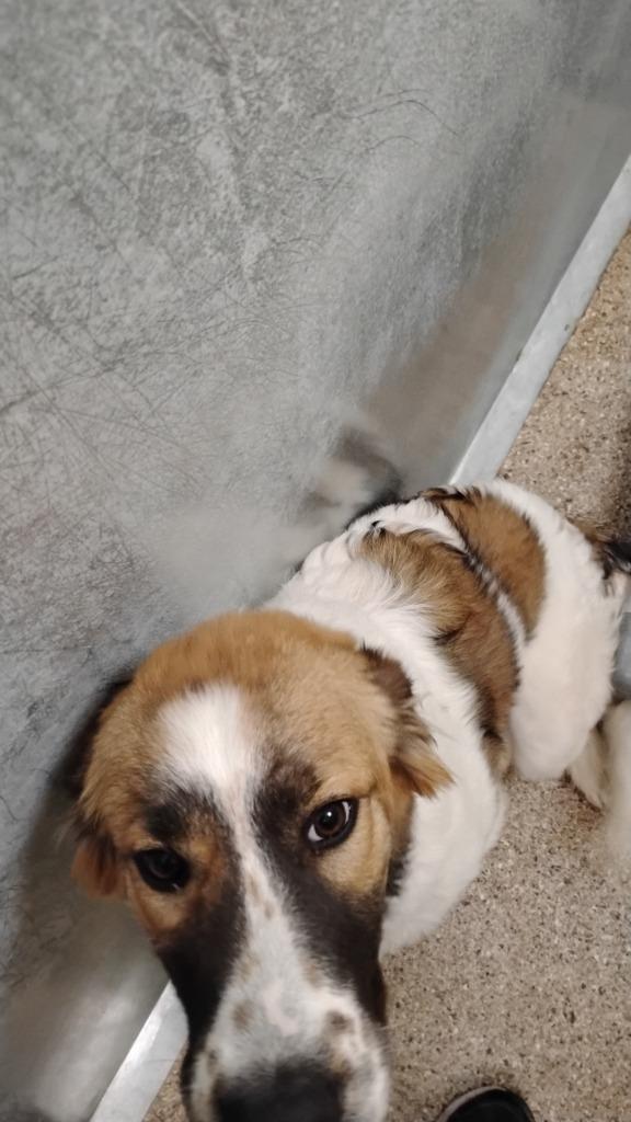 Muffin, Adoptable, Young Female Anatolian Shepherd.