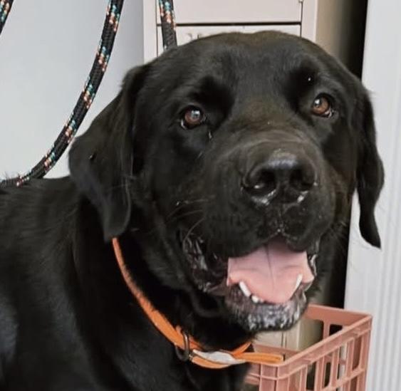 Napoleon, Adoptable, Adult Male Labrador Retriever.