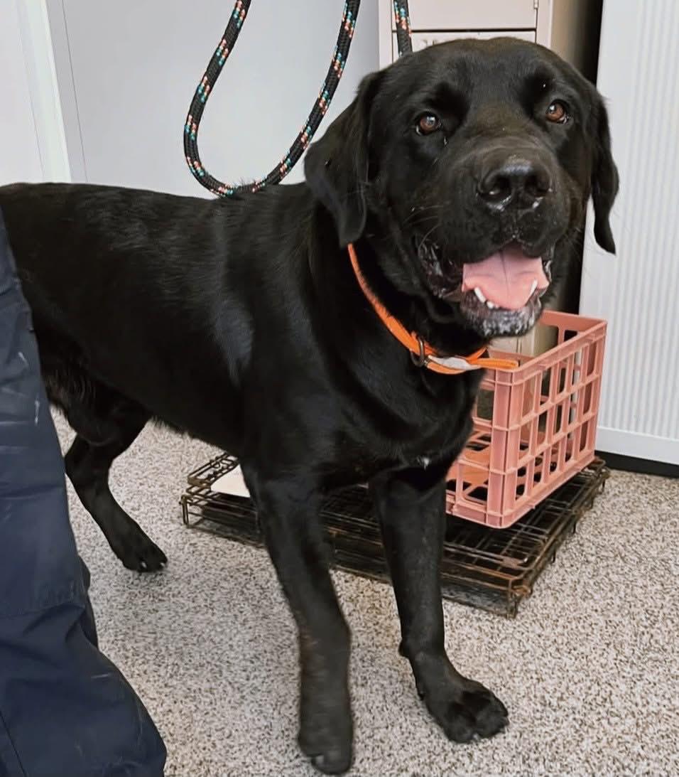 Napoleon, Adoptable, Adult Male Labrador Retriever.