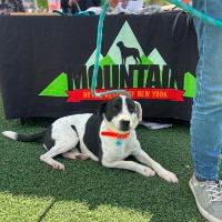 Cowpoke, ADOPTABLE, Adult Male Hound.