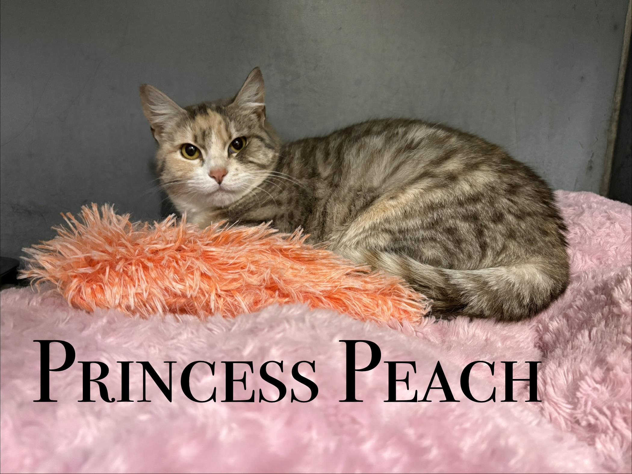 Princess Peach, ADOPTABLE, Adult Female Domestic Short Hair.