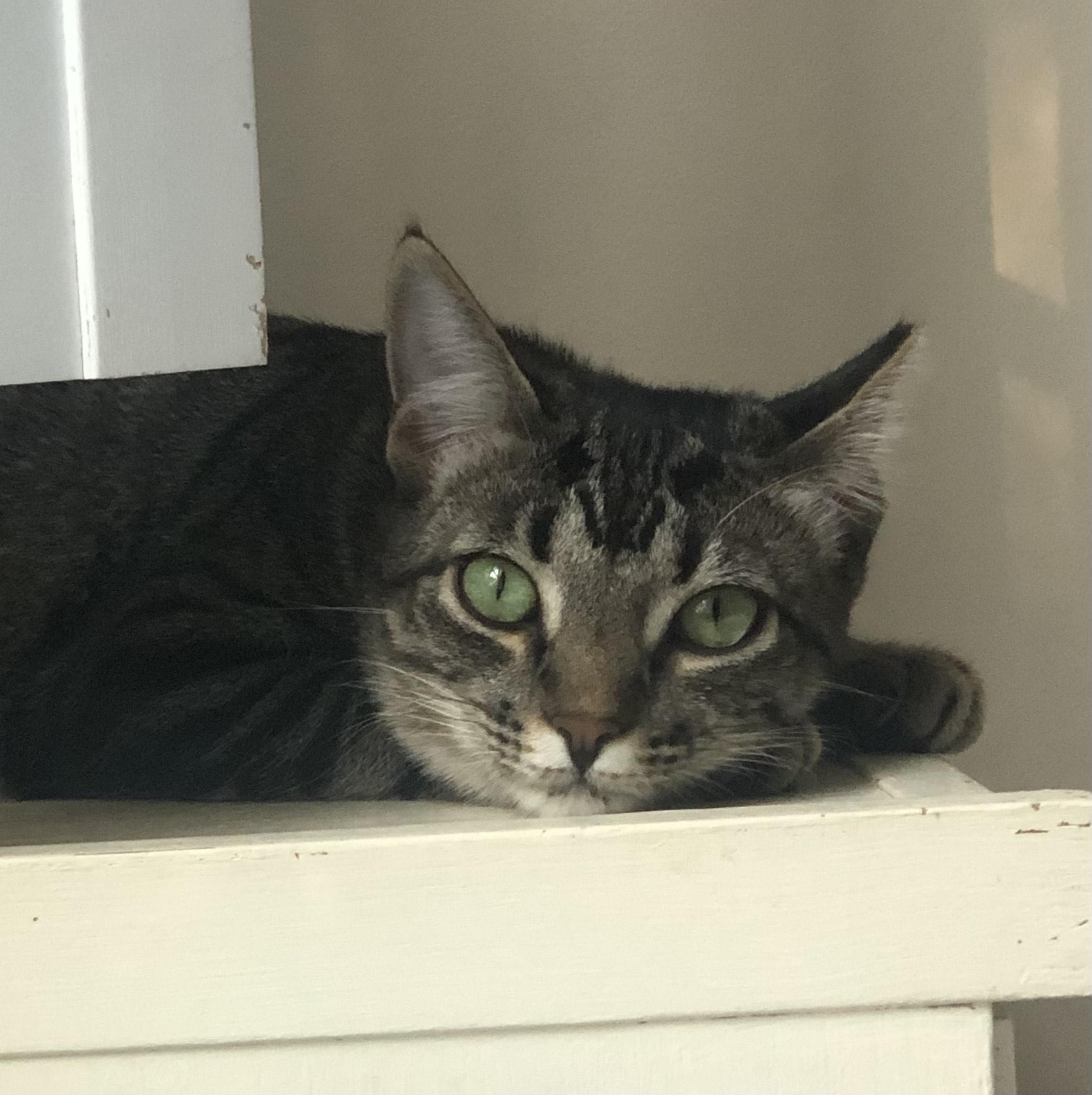 Enlarge Bess, a ADOPTABLE Domestic Short Hair in Mount Pleasant, SC image 2/5