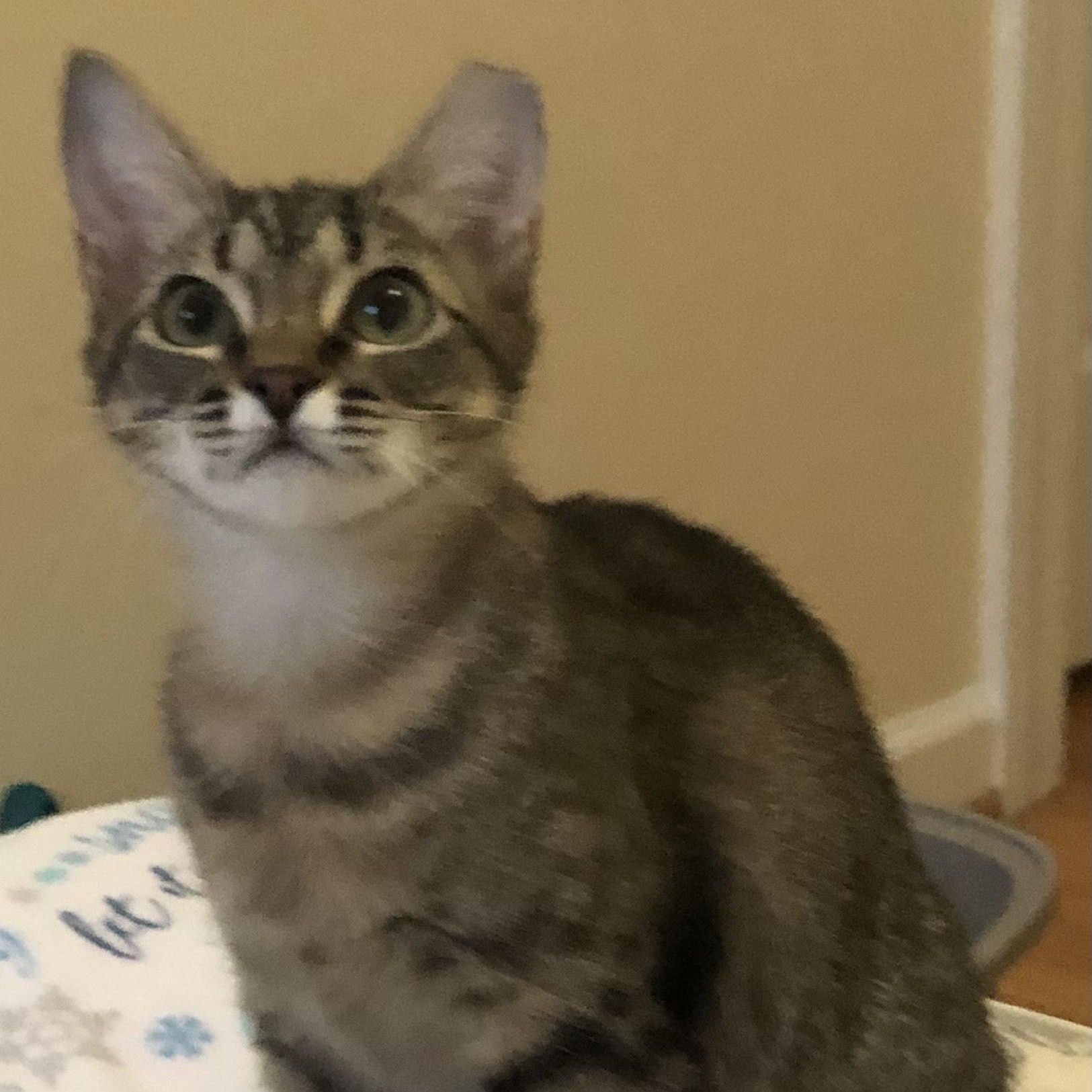 Bess, ADOPTABLE, Kitten Female Domestic Short Hair.