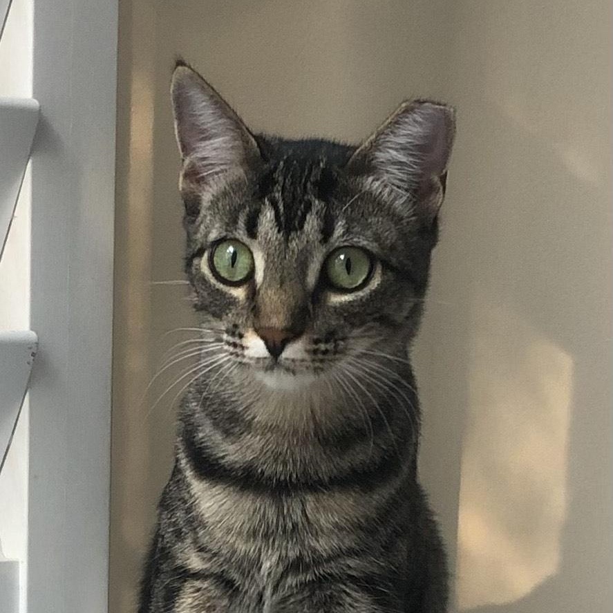 Enlarge Bess, a ADOPTABLE Domestic Short Hair in Mount Pleasant, SC image 1/5