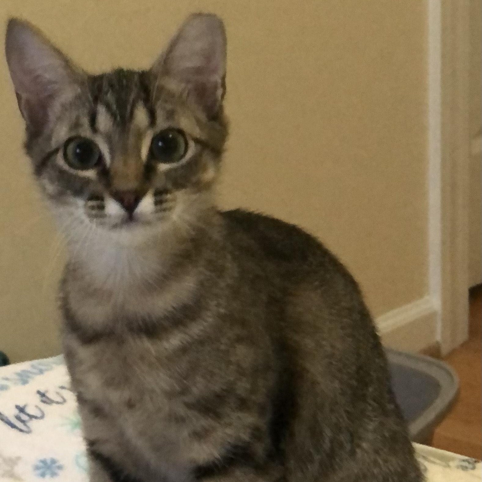 Enlarge Bess, a ADOPTABLE Domestic Short Hair in Mount Pleasant, SC image 2/2