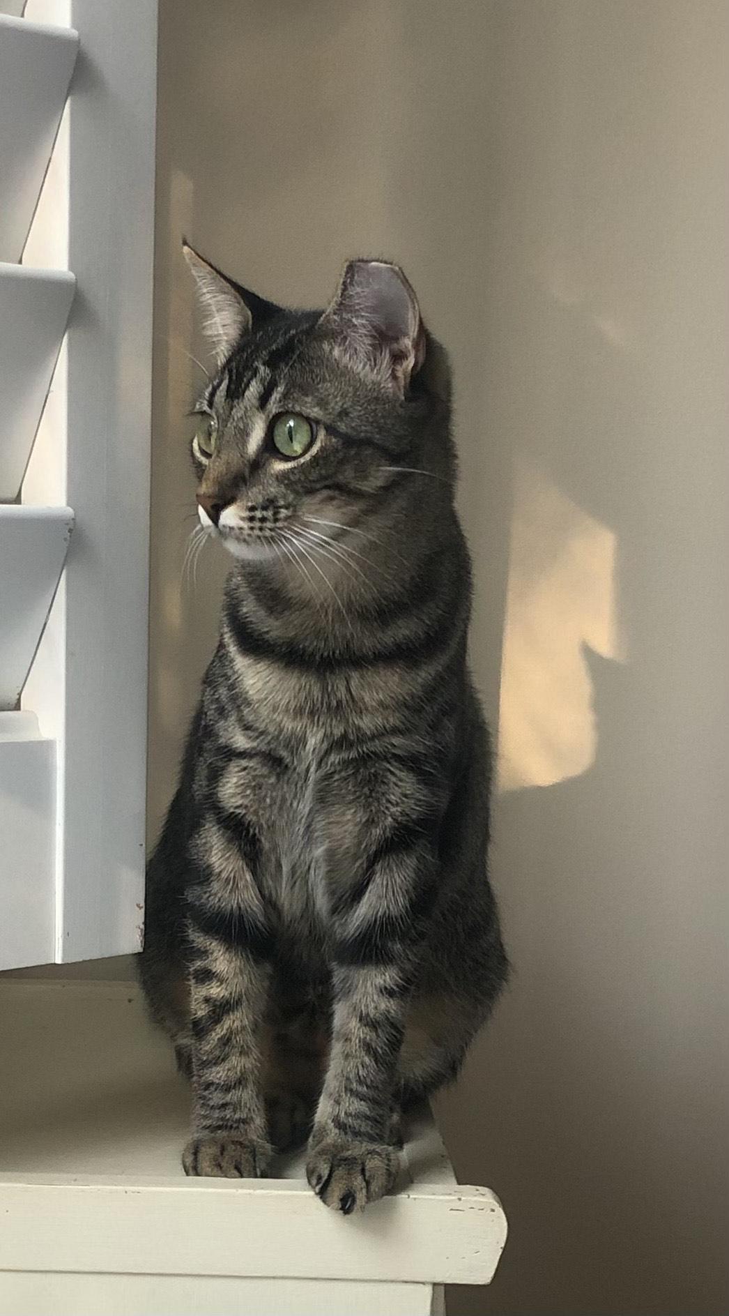 Enlarge Bess, a ADOPTABLE Domestic Short Hair in Mount Pleasant, SC image 3/5