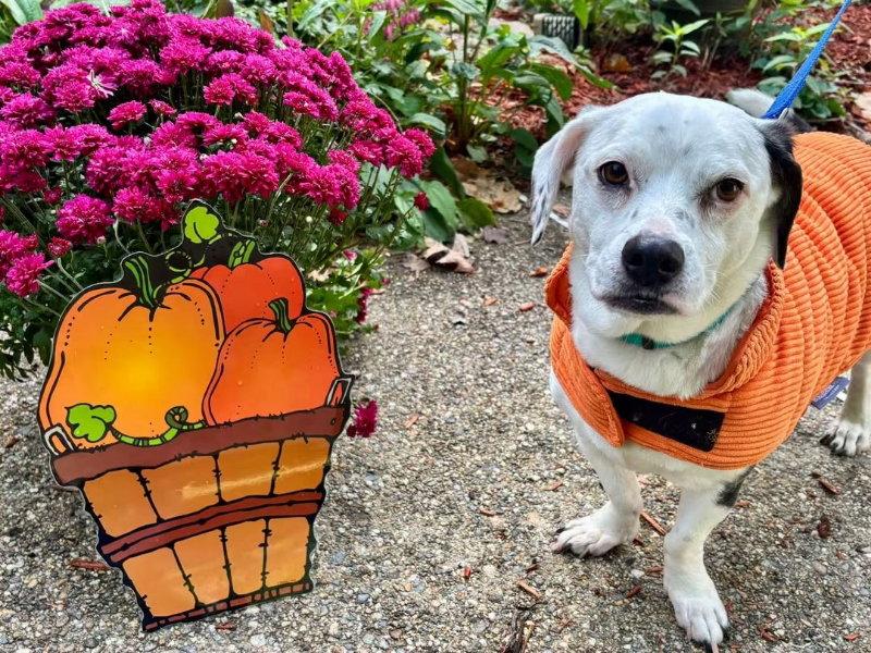 Charlie, Adoptable, Senior Male Basset Hound & Beagle.
