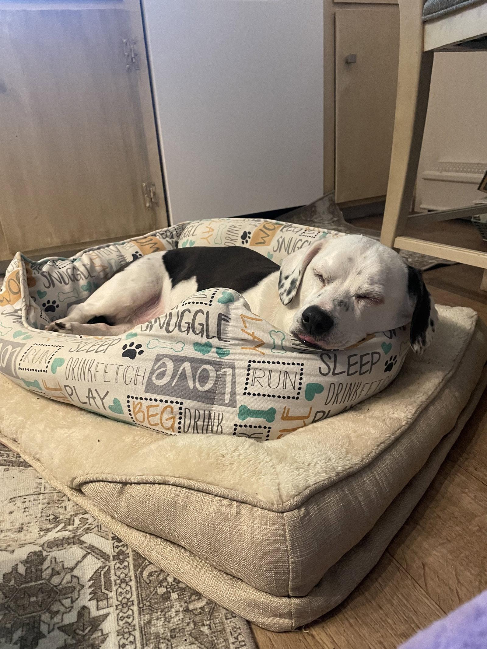 Enlarge Charlie, a Adoptable mixed breed in East Derry, NH image 2/3