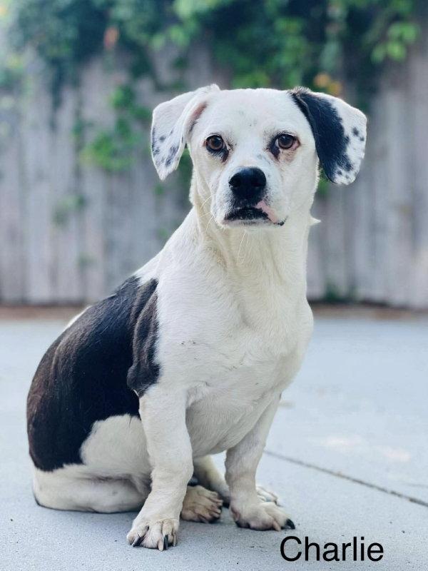 Enlarge Charlie, a Adoptable mixed breed in East Derry, NH image 3/3