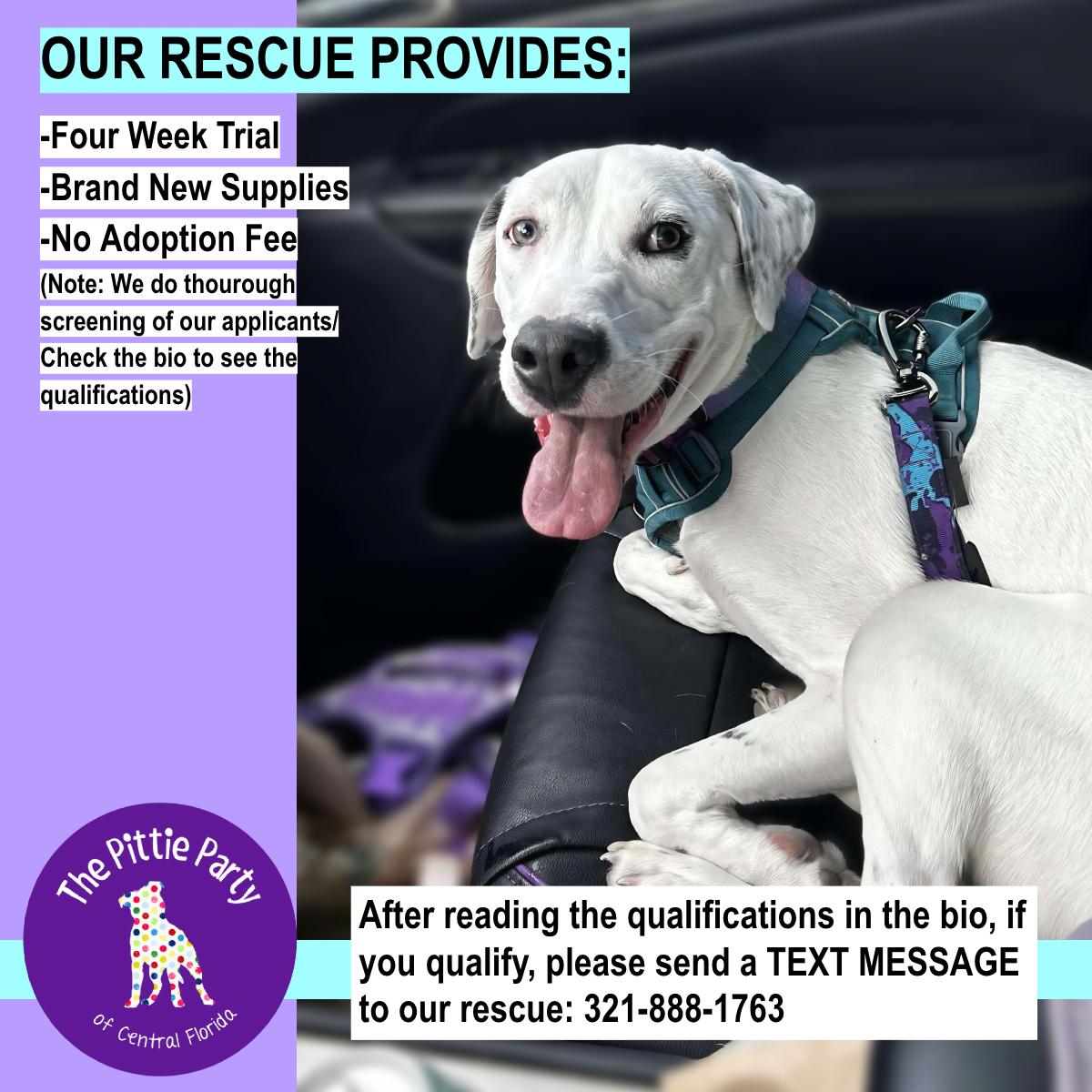 Enlarge Willow, a Adoptable mixed breed in Kissimmee, FL image 3/5