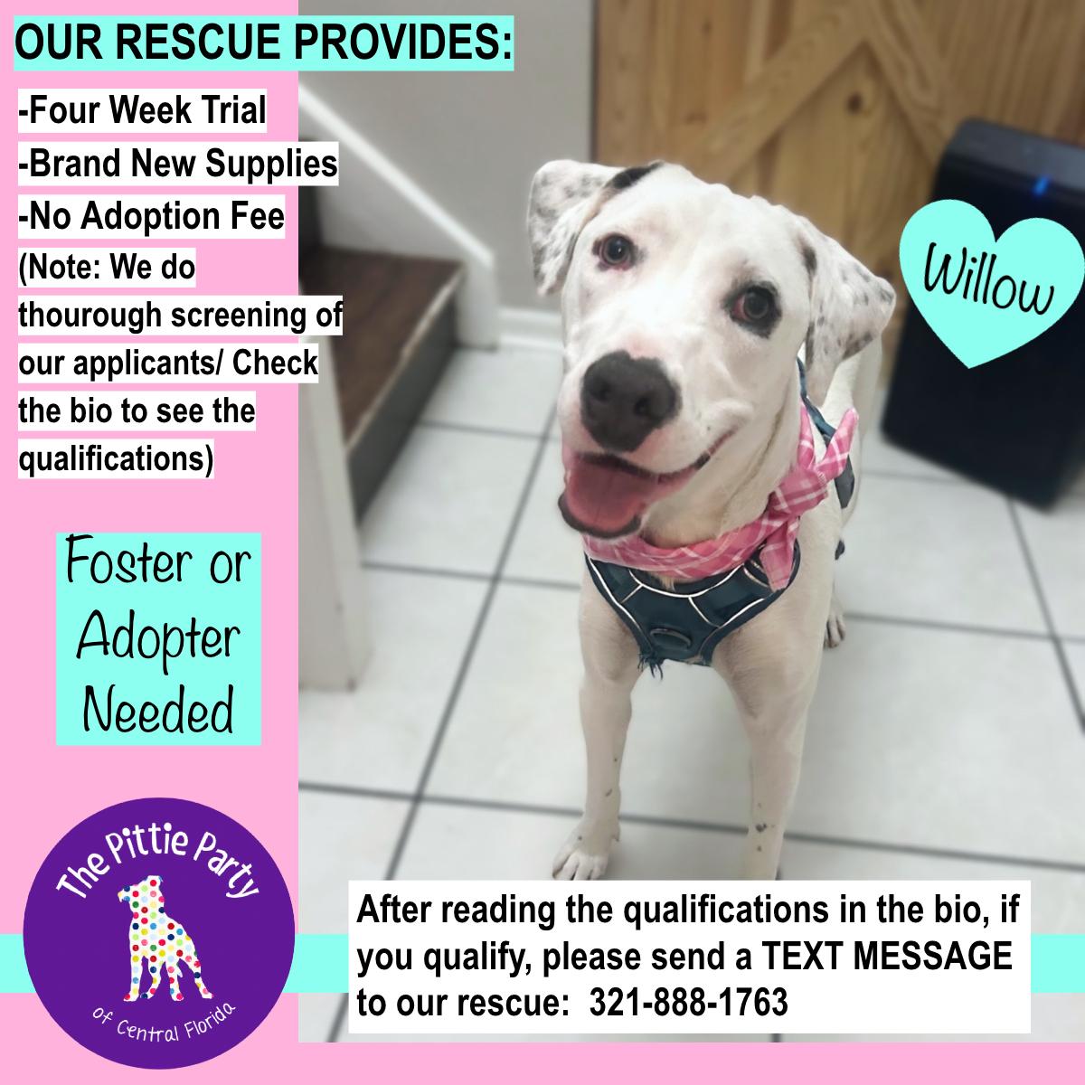 Enlarge Willow, a Adoptable mixed breed in Kissimmee, FL image 5/5