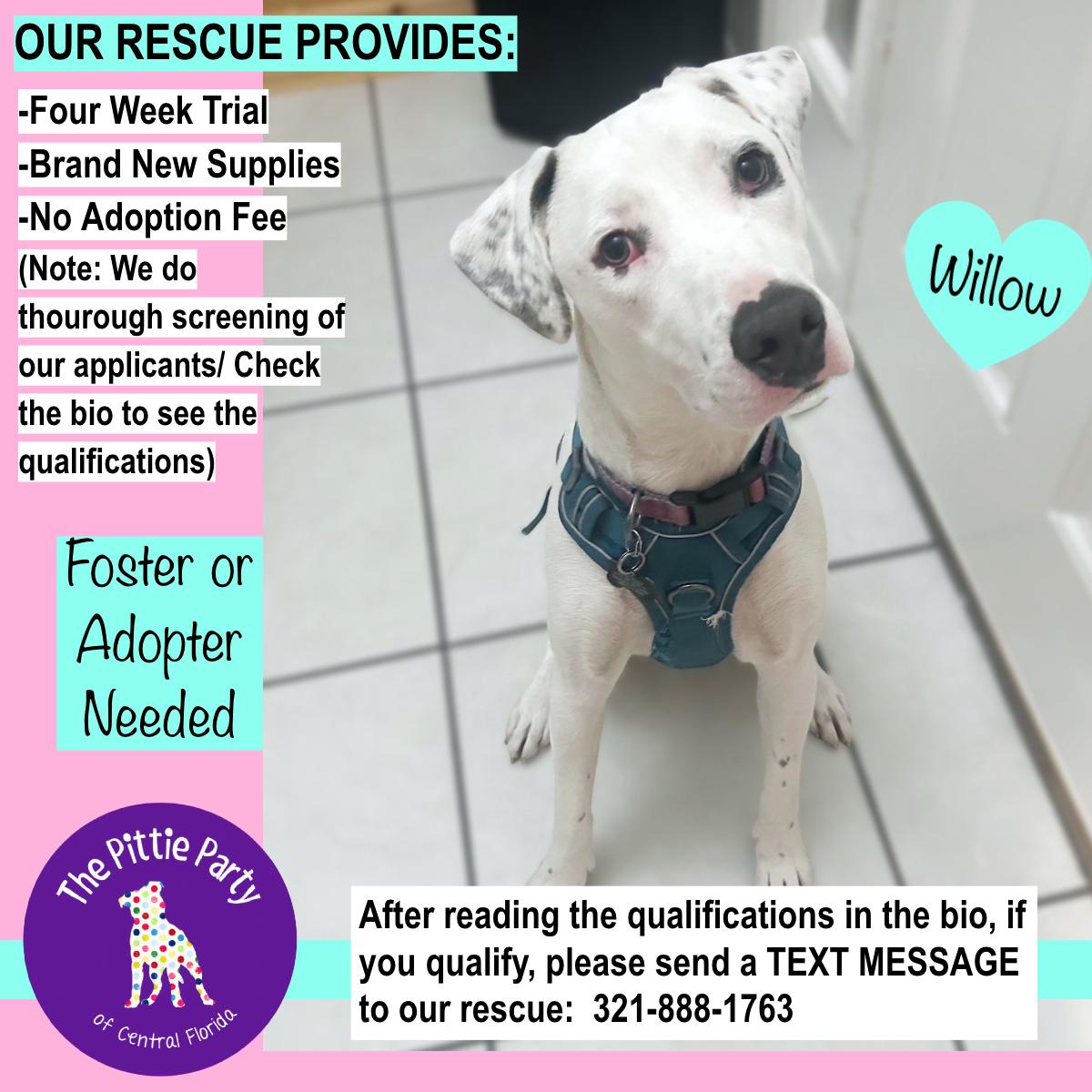 Enlarge Willow, a Adoptable mixed breed in Kissimmee, FL image 4/5
