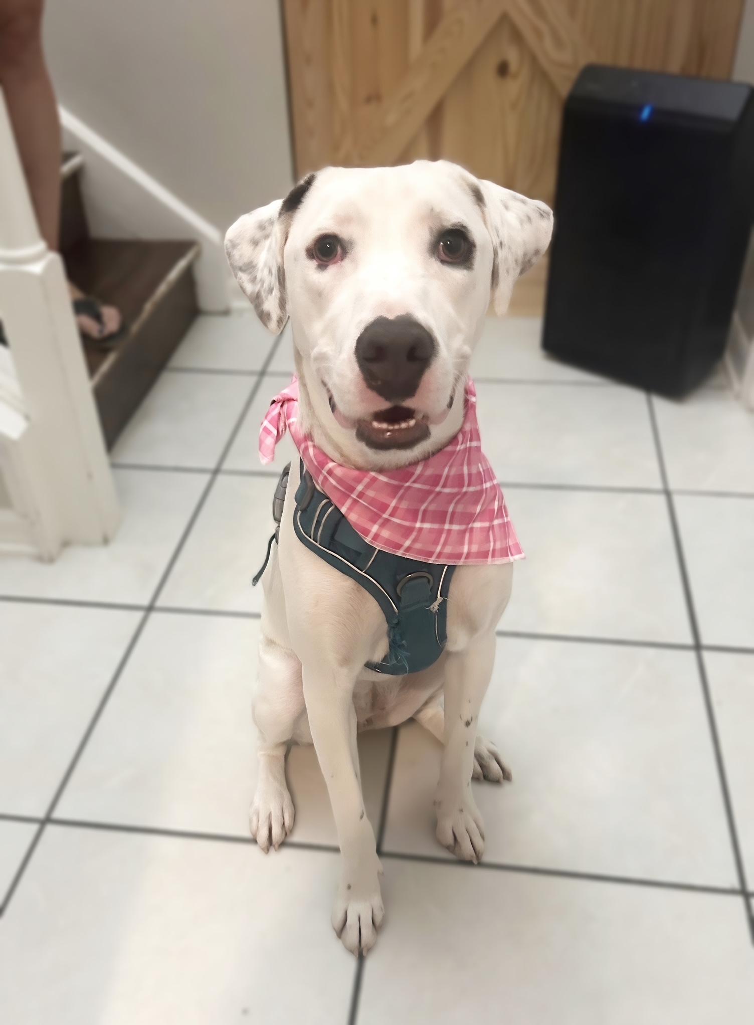 Enlarge Willow, a Adoptable mixed breed in Kissimmee, FL image 1/5