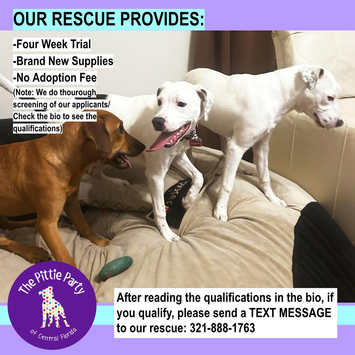 Enlarge Willow, a Adoptable mixed breed in Kissimmee, FL image 2/5