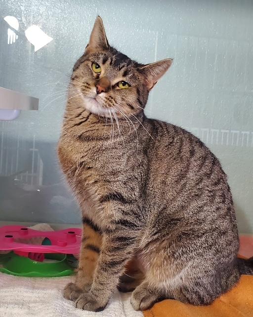 Millie, Adoptable, Adult Female Domestic Short Hair.