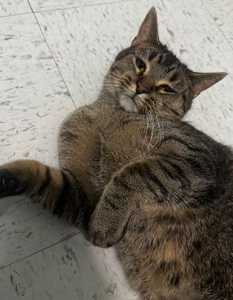 Millie, a Adoptable Domestic Short Hair in Hutchinson, MN image 2/5