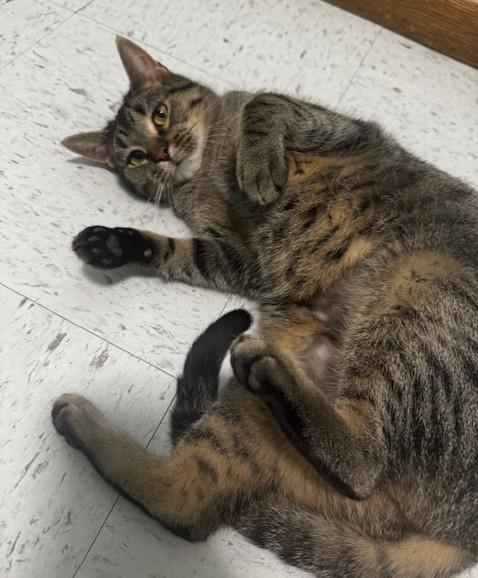 Millie, a Adoptable Domestic Short Hair in Hutchinson, MN image 4/5