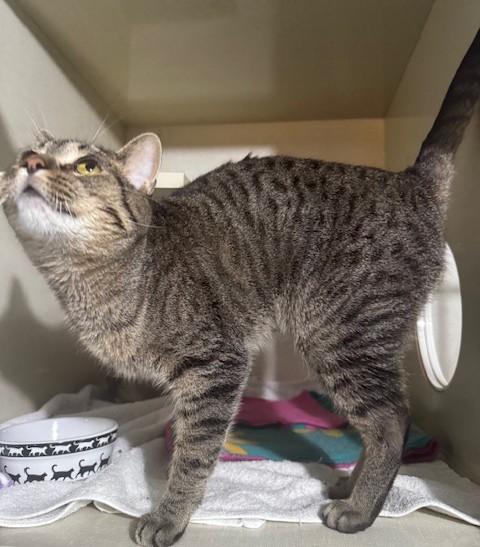 Millie, a Adoptable Domestic Short Hair in Hutchinson, MN image 5/5