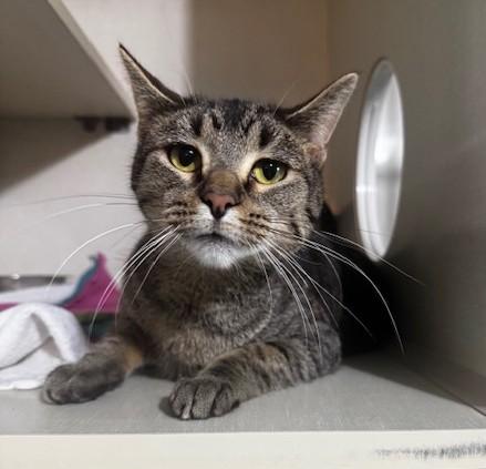 Millie, a Adoptable Domestic Short Hair in Hutchinson, MN image 3/5