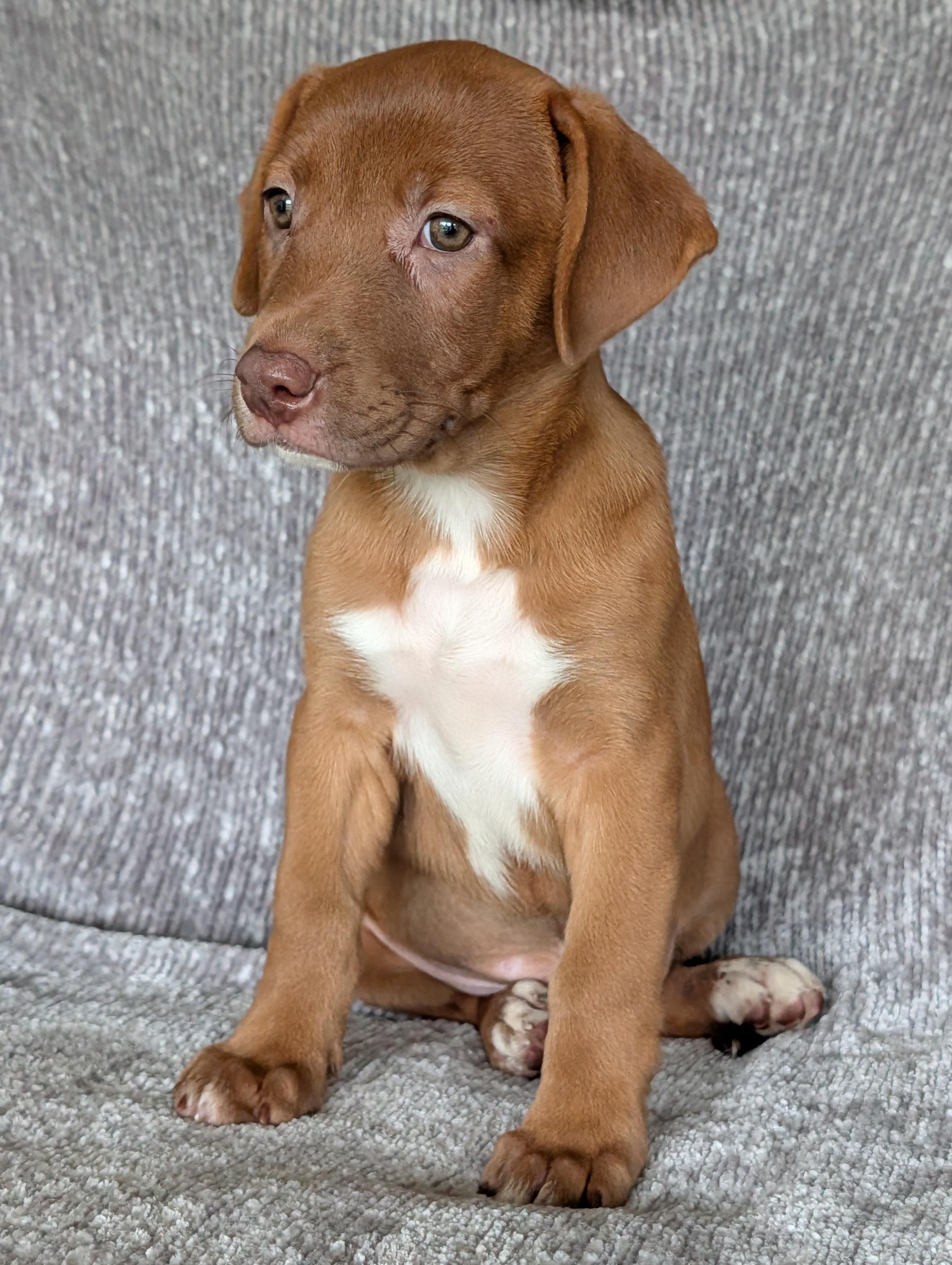 Ginger, a Adoptable mixed breed in Baton Rouge, LA image 5/6