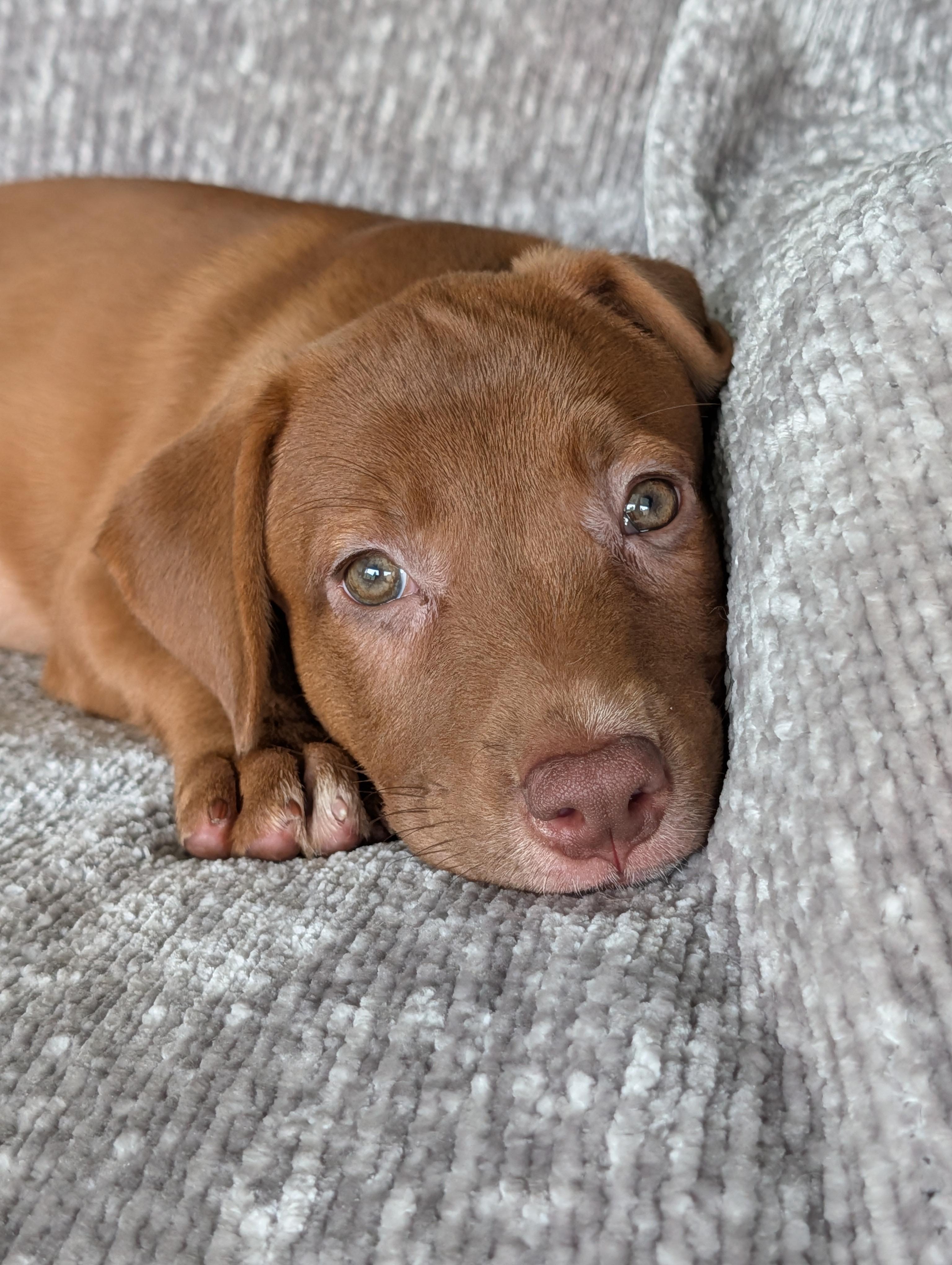 Ginger, a Adoptable mixed breed in Baton Rouge, LA image 3/6